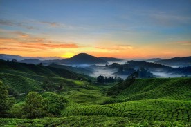 بلندی های کامرون(Cameron Highlands)