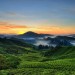 بلندی های کامرون(Cameron Highlands)