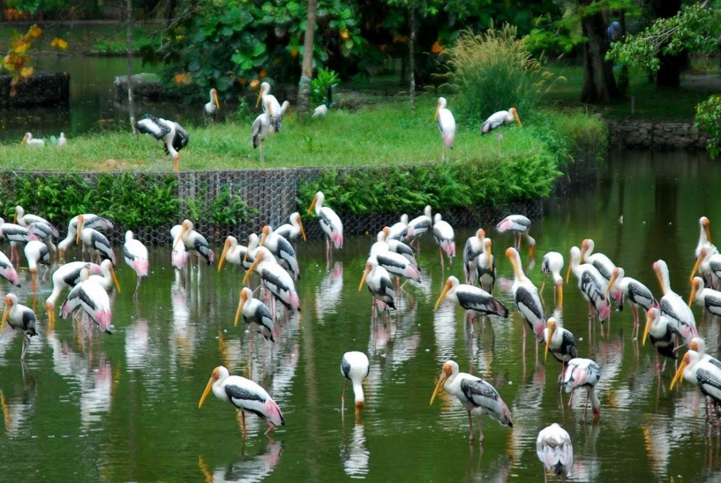 zoo-3