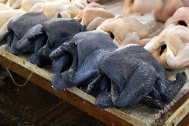 مرغ سیاه (The Silkie)
