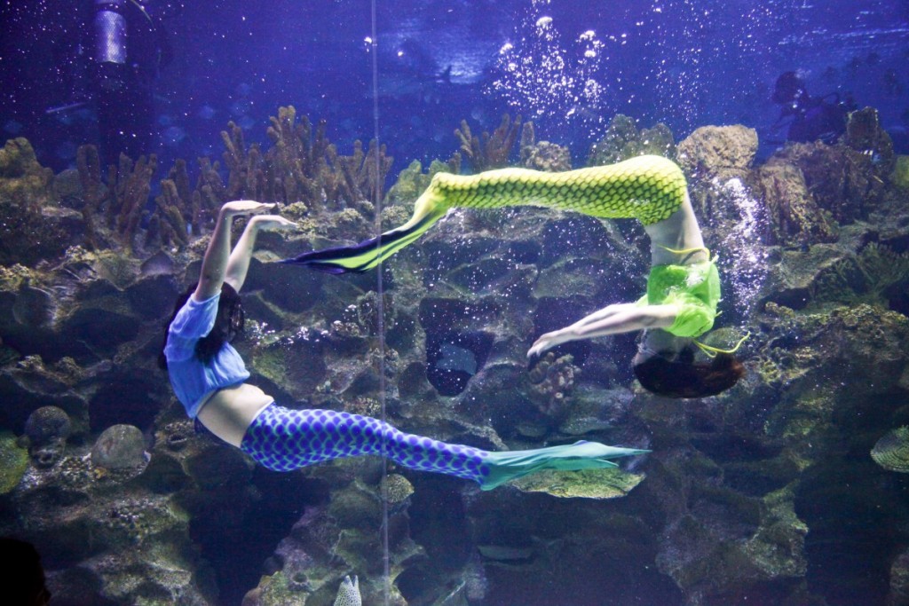 20151207_Fun 2 Sea Voyage@Aquaria KLCC_MG_3278 (1)