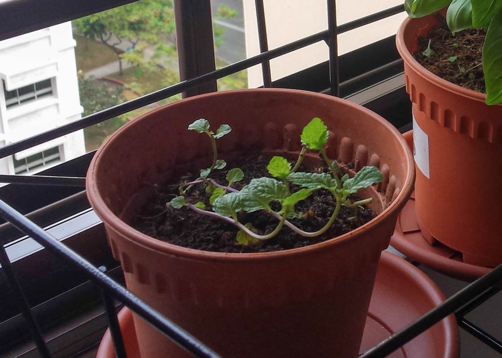 Herb_Garden_Mint