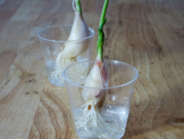 garlic-shoots