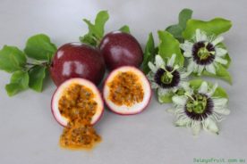 میوه پشن فروت (passion fruit) خواص و موارد منع استفاده&hellip;