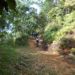 پارک جنگلی طبیعت ( Taman Rimba Alam)