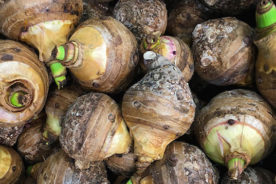 ریشه تارو (Taro root)