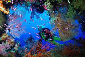 غواصی در مالزی