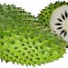 ساپادیل (durian belanda)