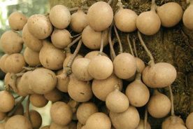 لانگست / langsat میوه ای گرمسیری با طعمی شیرین