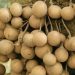 لانگست / langsat میوه ای گرمسیری با طعمی شیرین