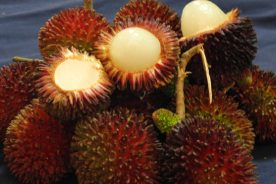 پولاسان pulasan میوه‌ای استوایی و کمتر شناخته‌شده از جنگل‌های مالزی