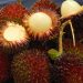 پولاسان pulasan میوه‌ای استوایی و کمتر شناخته‌شده از جنگل‌های مالزی
