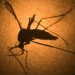 خطر پاندمی یک ویروس ترسناک دیگر در کمین بشر