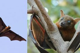 خطر همه‌گیری یک ویروس انتقال یافته از خفاش، هند را…