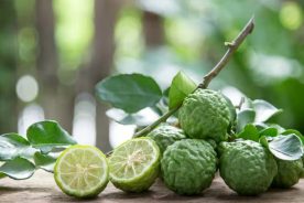 لیمو کفیر (Kaffir Lime)