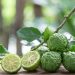 لیمو کفیر (Kaffir Lime)