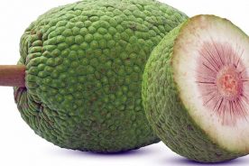 ساکون (Sukun)؛ میوه نان مالزی