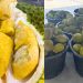 ده مکان محبوب برای خرید دوریان در کوالالامپور و سلانگور